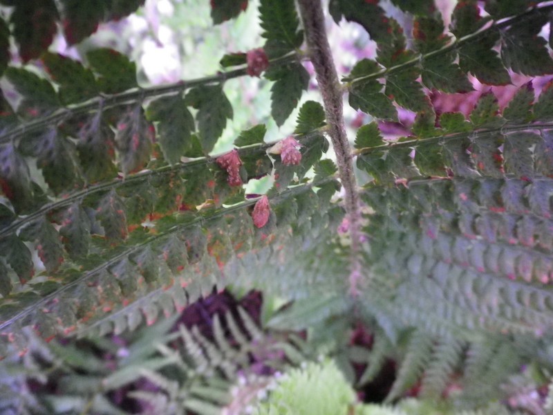 Polystichum sp.